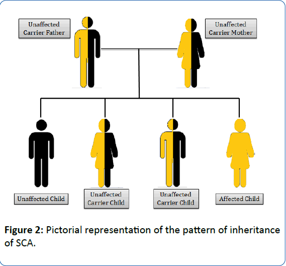genotype test