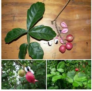 Interesting health benefits of Paullinia pinnata (timbo) - Nigerian ...