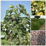 Jatropha curcas