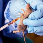 Lassa Fever has killed 144 Nigerians in 2020