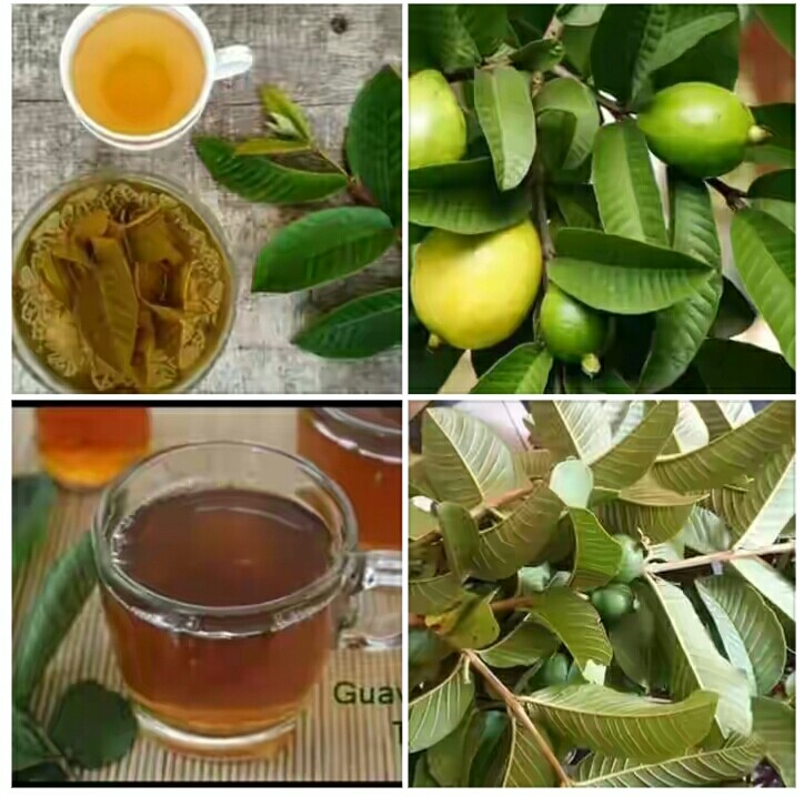 Guava Leaf Tea: Preparation, Health Benefits And Side Effects ...