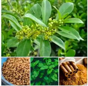 Nigerian herbs for treating diabetes including Yoruba herbs for ...