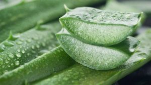 Aloe vera can cause miscarriage in pregnancy