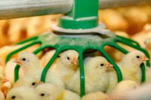 Poultry Farming in Nigeria Business Plan (Feasibility study + Cost)