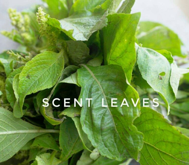 Side Effects + Wonderful Health Benefits of Scent Leaf (Scent leaf and