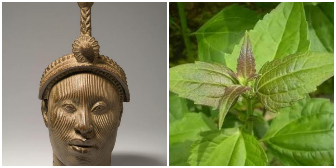 yoruba-names-for-herbs-fertility-herbs-plants-spices-nigerian