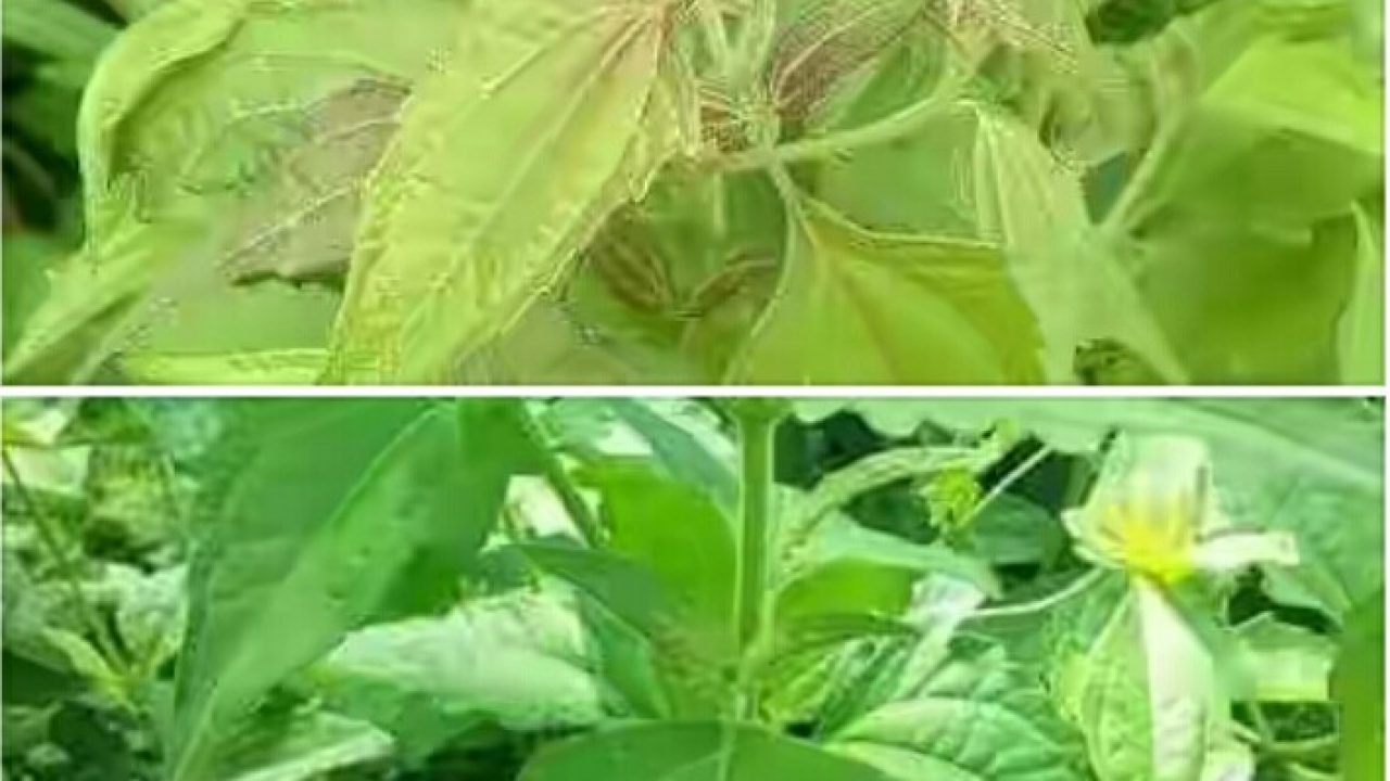 Health Benefits How To Prepare Awolowo Leaf Akintola Leaf Independence Leaf Nigerian Health Blog