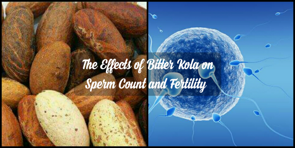 What is the (side) effect of bitter kola on sperm count and fertility
