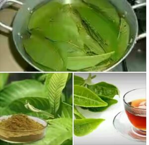 Side Effects + 34 Amazing Health Benefits of Guava Leaves - Nigerian ...