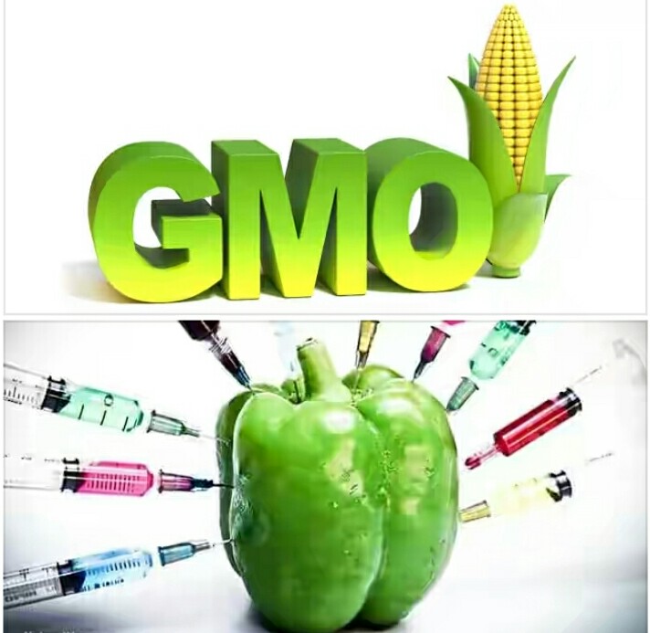 how-does-genetically-modified-food-affect-the-human-body-health