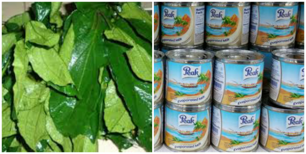 Benefits of Ugwu juice and milk Ugwu juice and milk in pregnancy