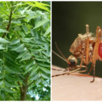 Yoruba herbs for Malaria – Agbo iba ATI typhoid Yoruba herbs for Malaria - Agbo iba ATI typhoid