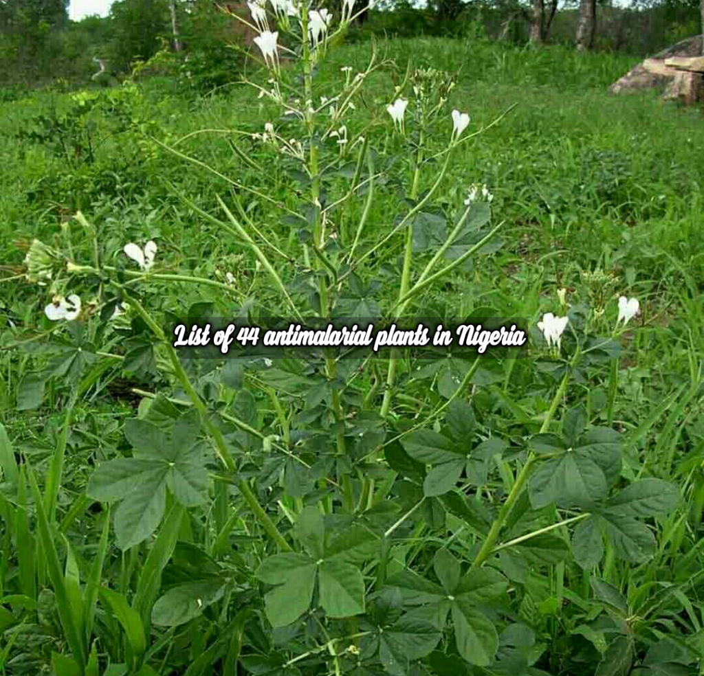 44 List of antimalarial plants in Nigeria, Yoruba herbs for malaria