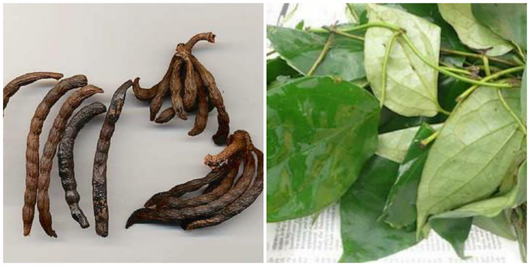 Can Uda and uziza remove pregnancy? Can Uda and uziza remove pregnancy?