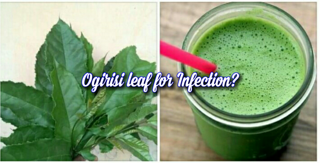 Can Ogirisi leaf be used to treat infection? Can Ogirisi leaf be used to treat infection?