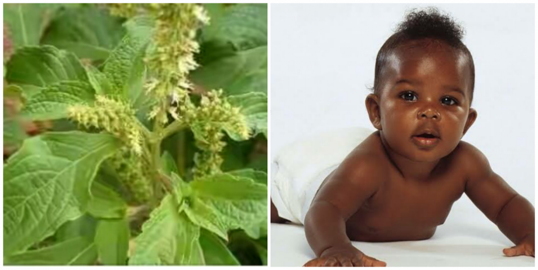 Is scent leaf good for babies? Is scent leaf good for babies?