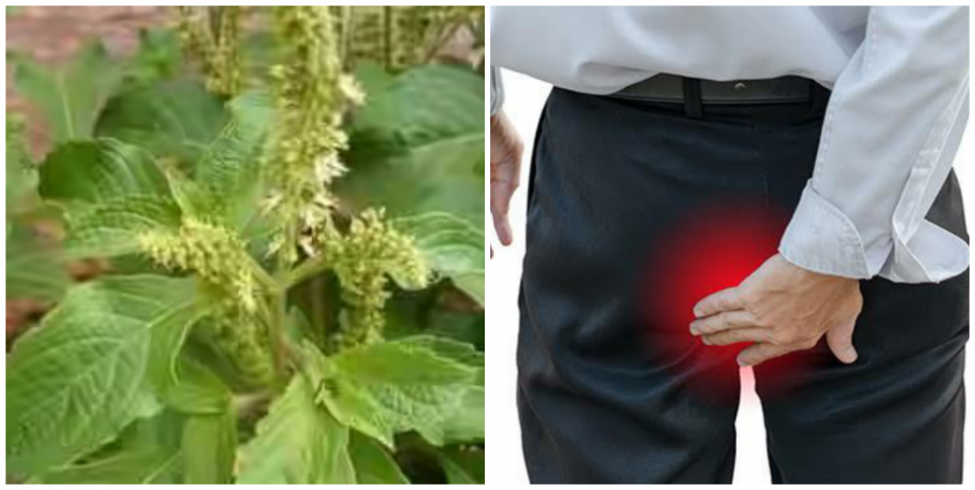 Can scent leaf cure jedi jedi?