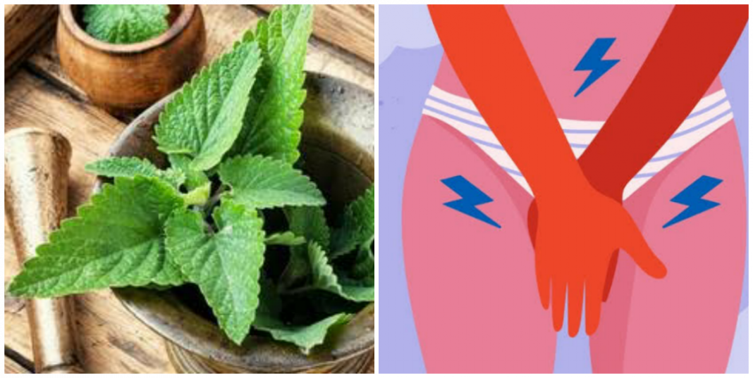 Can scent leaf cure yeast infection? Can scent leaf cure yeast infection?