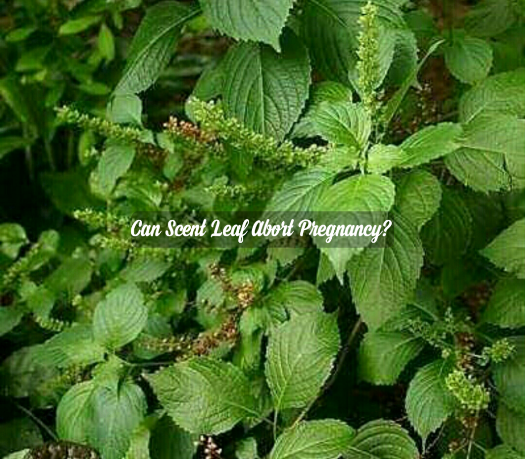 Can scent leaf abort early pregnancy or cause miscarriage?