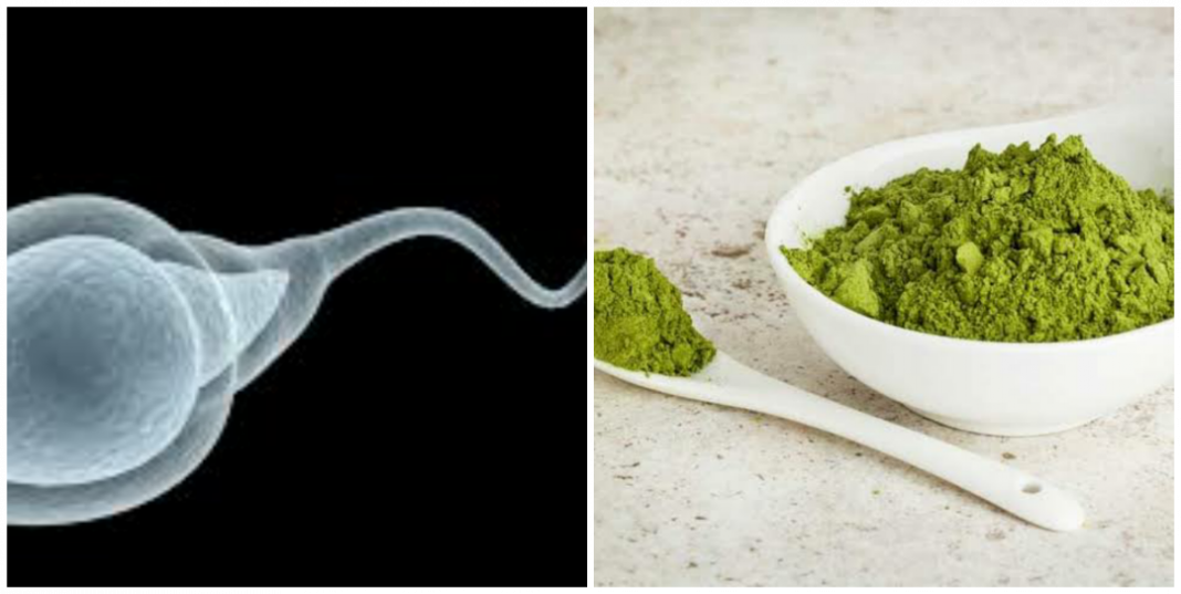 can moringa cure watery sperm? can moringa cure watery sperm?