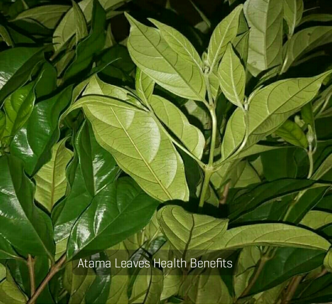 Atama leaf/ Editan leaf Atama leaves health benefits