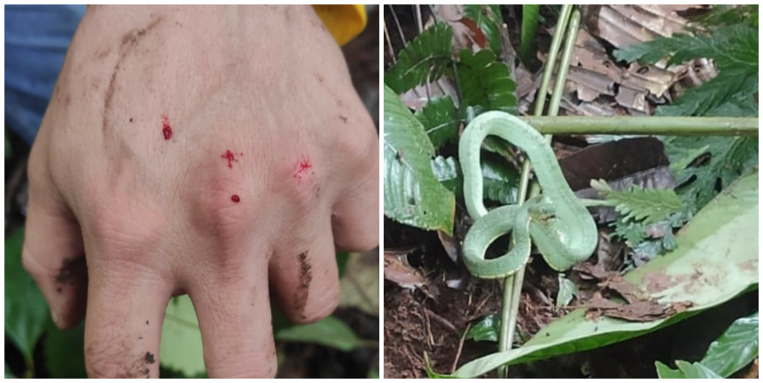 How long does it take to feel the effects of a snake bite? How long does it take to feel the effects of a snake bite?