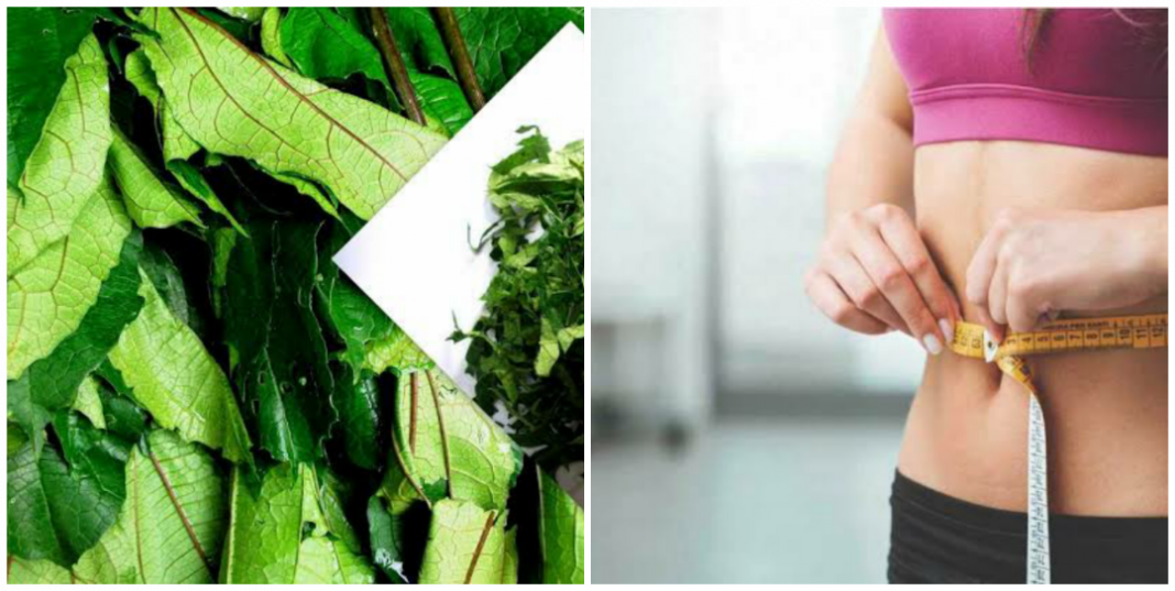 Ugu leaf for weight loss plans How to use Ugu leaf/Ugwu juice for weight loss.