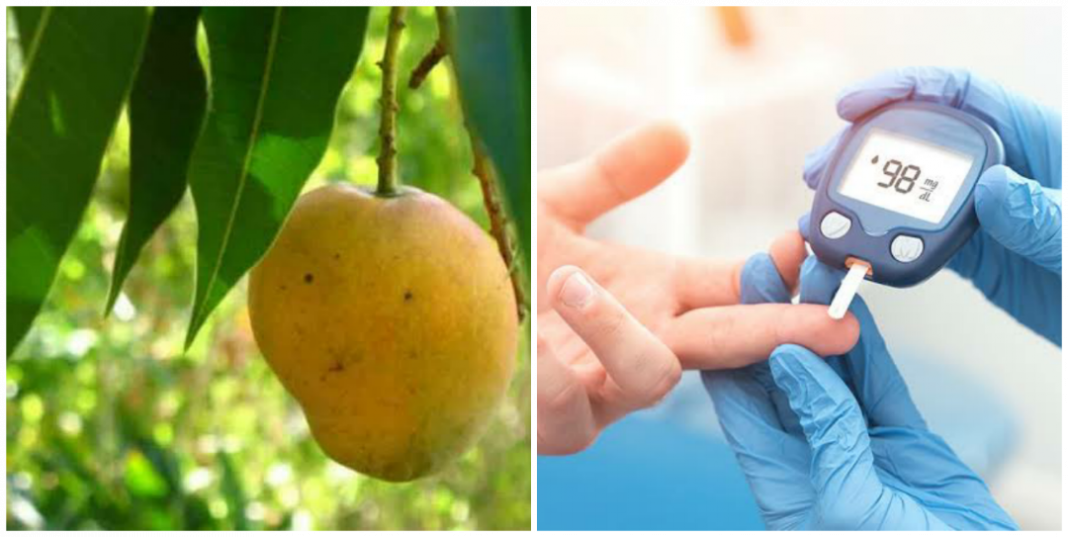 How to prepare mango leaves for diabetes How to prepare mango leaves for diabetes