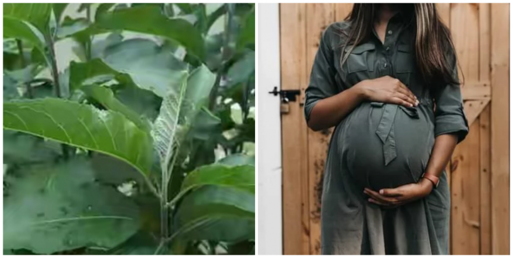 Benefits of drinking bitter leaf juice in pregnancy Nigerian Health Blog