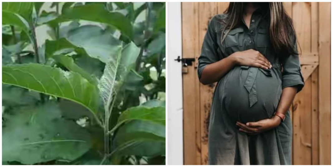 Benefits of drinking bitter leaf juice in pregnancy
