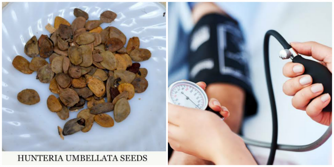 How to use abere seed for hypertension