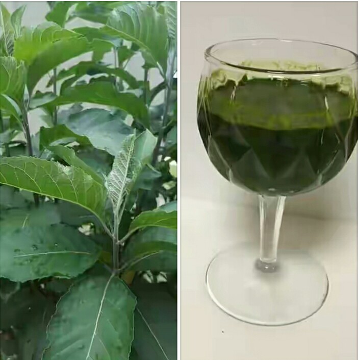 Can ulcer patient drink bitter leaf water? Nigerian Health Blog