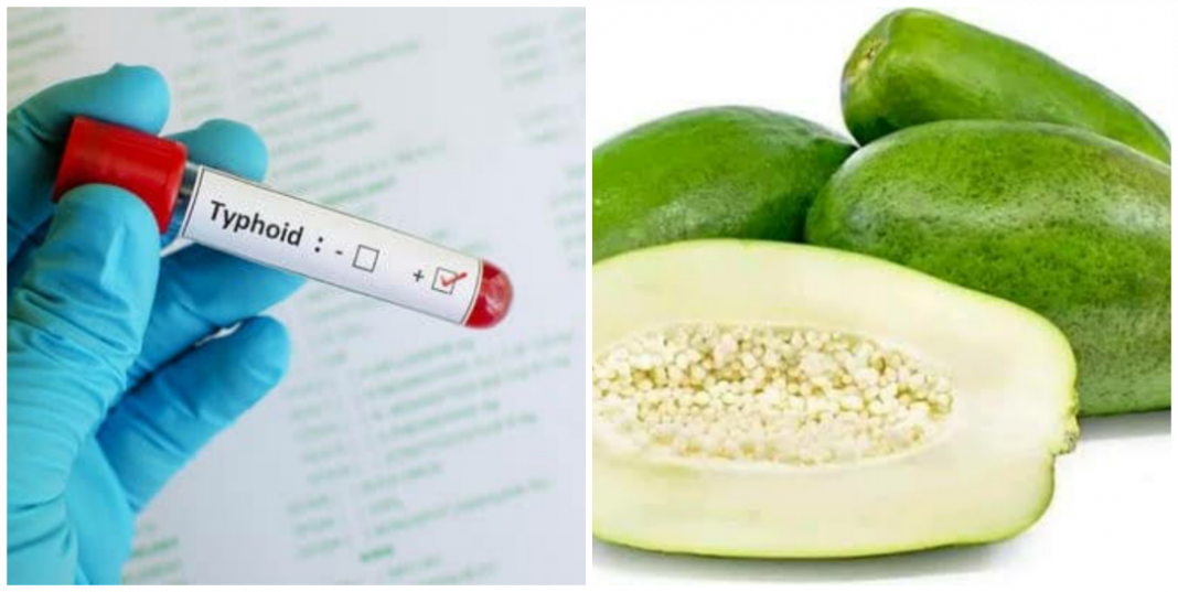 Can unripe pawpaw cure typhoid fever? Can unripe pawpaw cure typhoid fever?