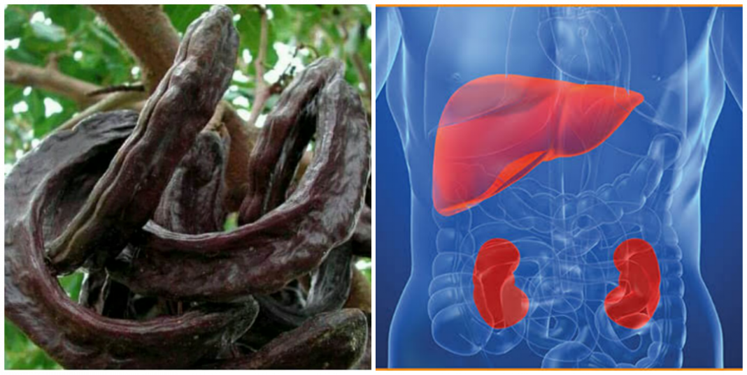Is Prekese good for the kidneys and the liver? Is Prekese good for the kidneys and the liver?