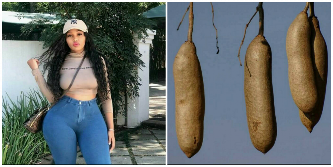 How to use pandoro fruit for breast enlargement and hip enlargement How to use pandoro fruit for breast enlargement and hip enlargement