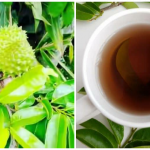 15 health benefits of soursop leaves tea 15 health benefits of soursop leaves tea
