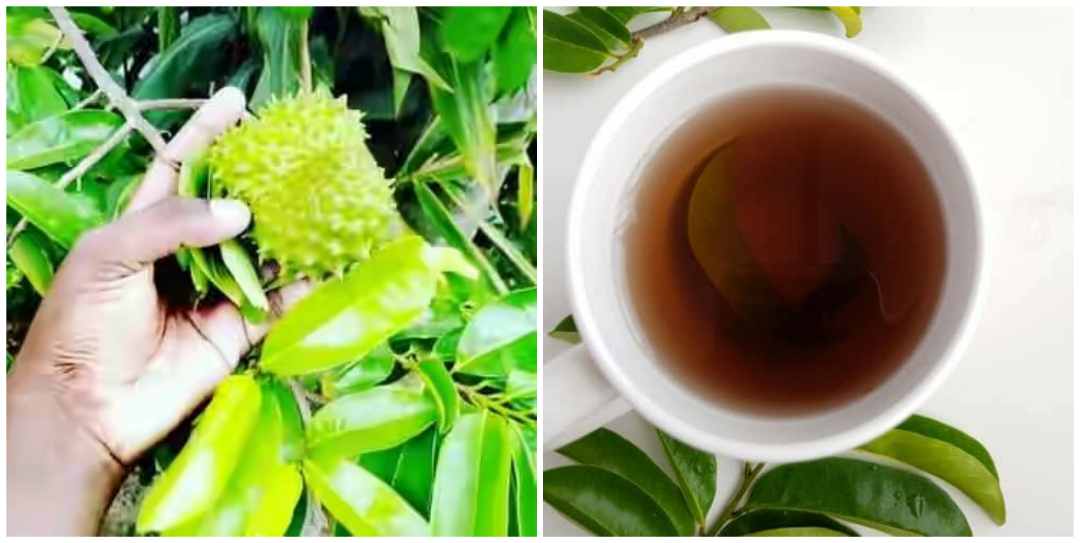 15 Health Benefits Of Soursop Leaves Tea Nigerian Health Blog
