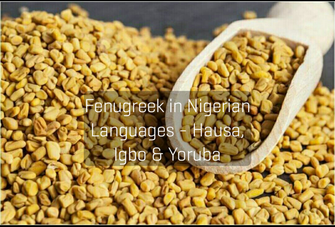 See What Fenugreek Seed is Called in Yoruba, Igbo and Hausa Languages