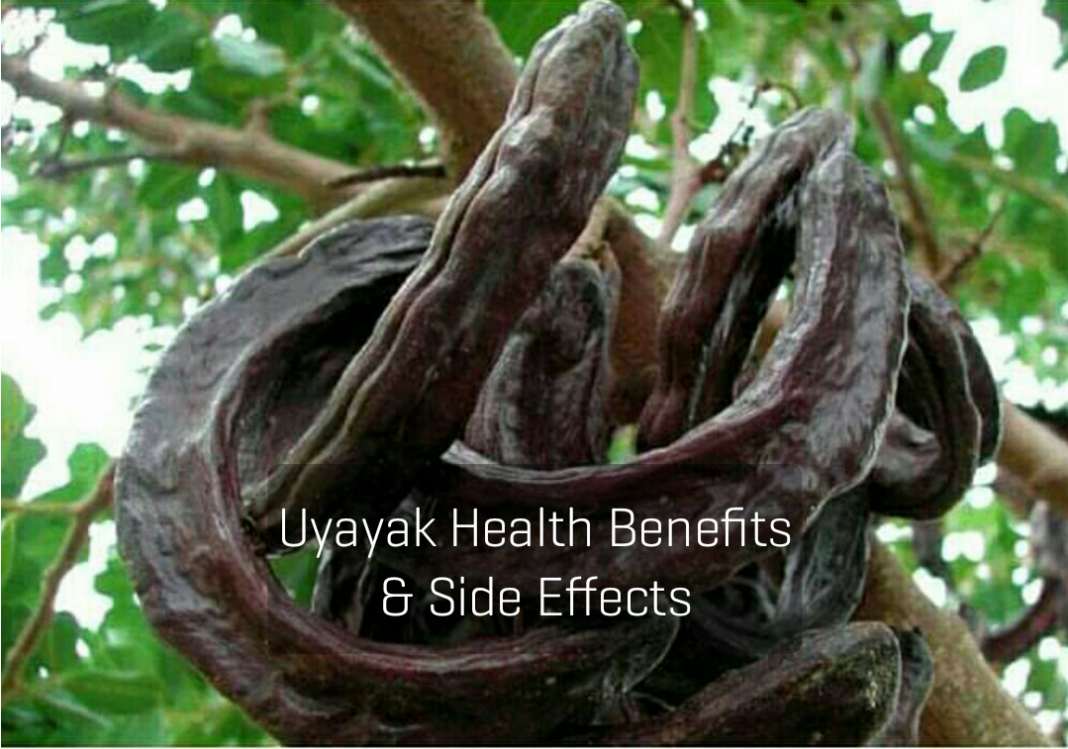 Uyayak fruit Uyayak health benefit & Side Effects (Uyayak and Fertility + Uyayak and Fibroid)