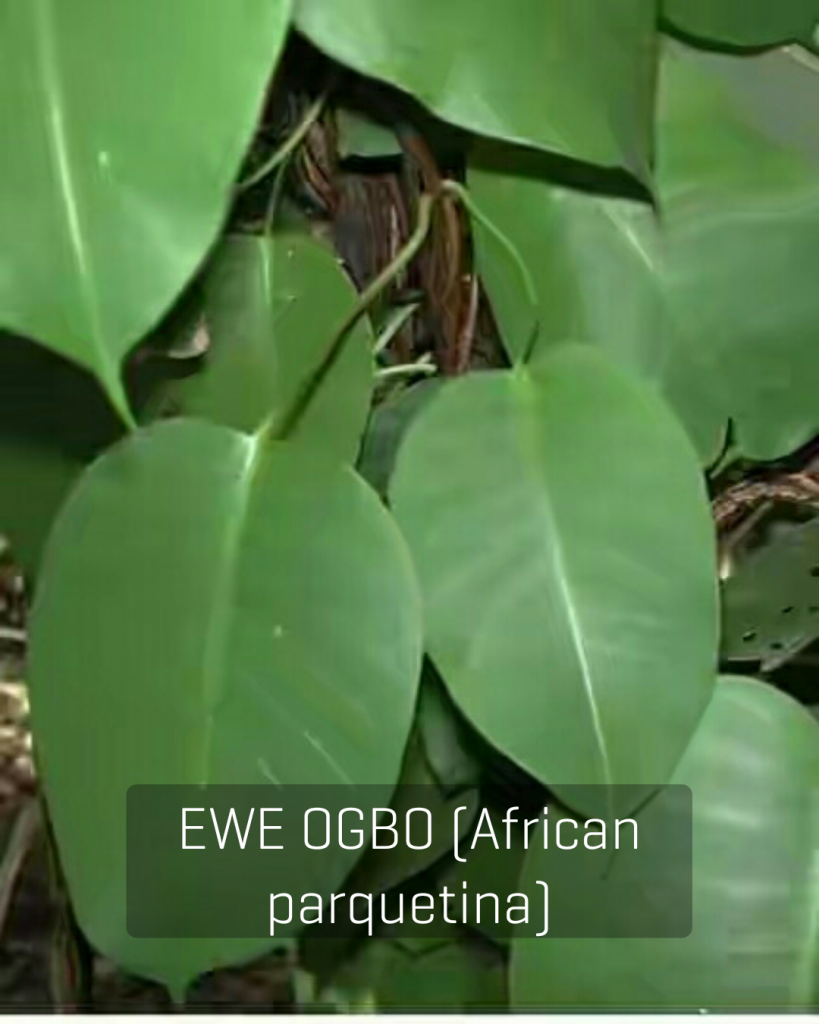 Kini Iwulo ewe ogbo? What is ewe ogbo used for? Nigerian Health Blog