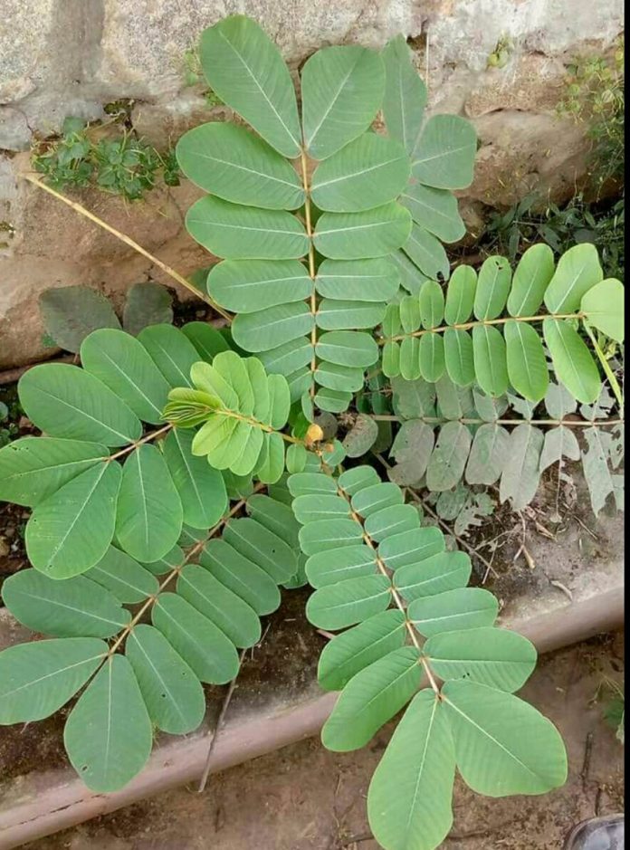 health-benefits-of-ewe-asunwon-cassia-alata-leaf-nigerian-health-blog