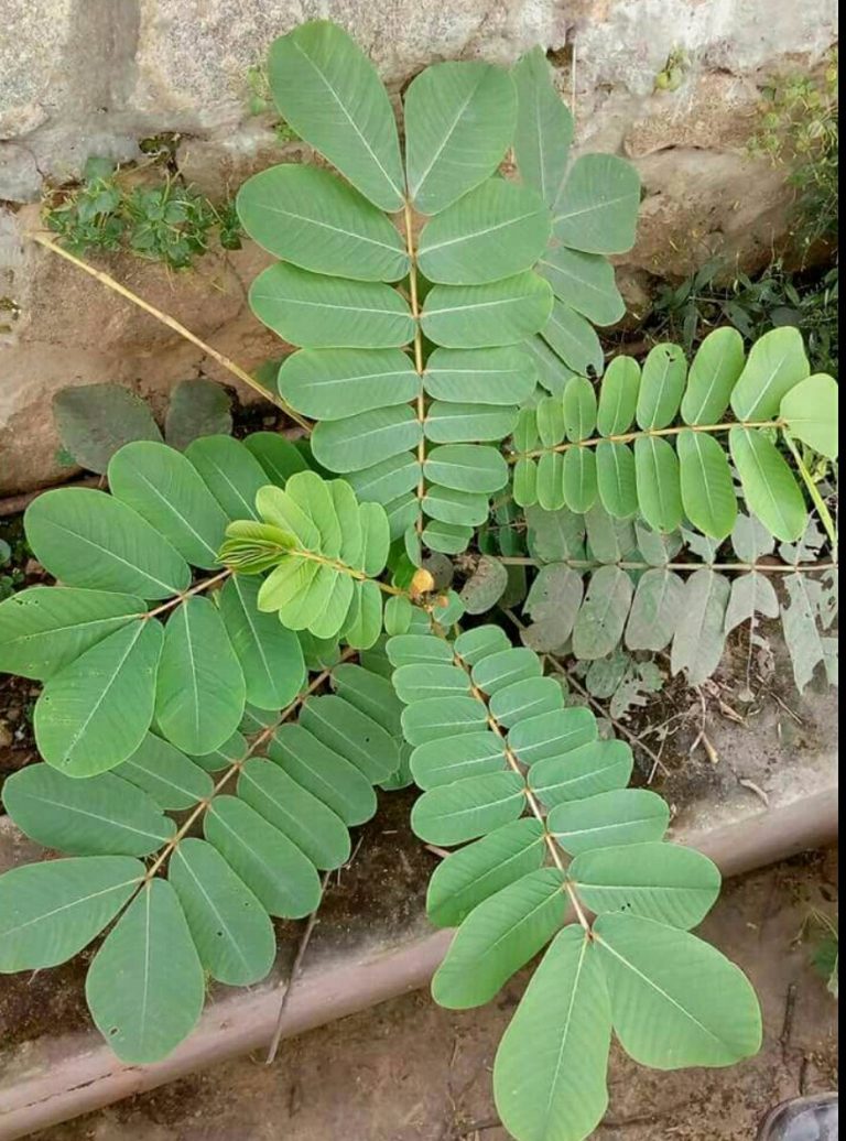 Health benefits of Ewe Asunwon (Cassia Alata leaf) Nigerian Health Blog