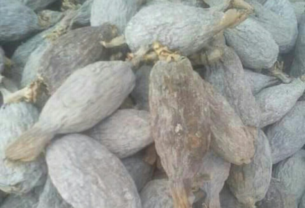 Can alligator pepper increase manhood size? Can alligator pepper increase manhood size?