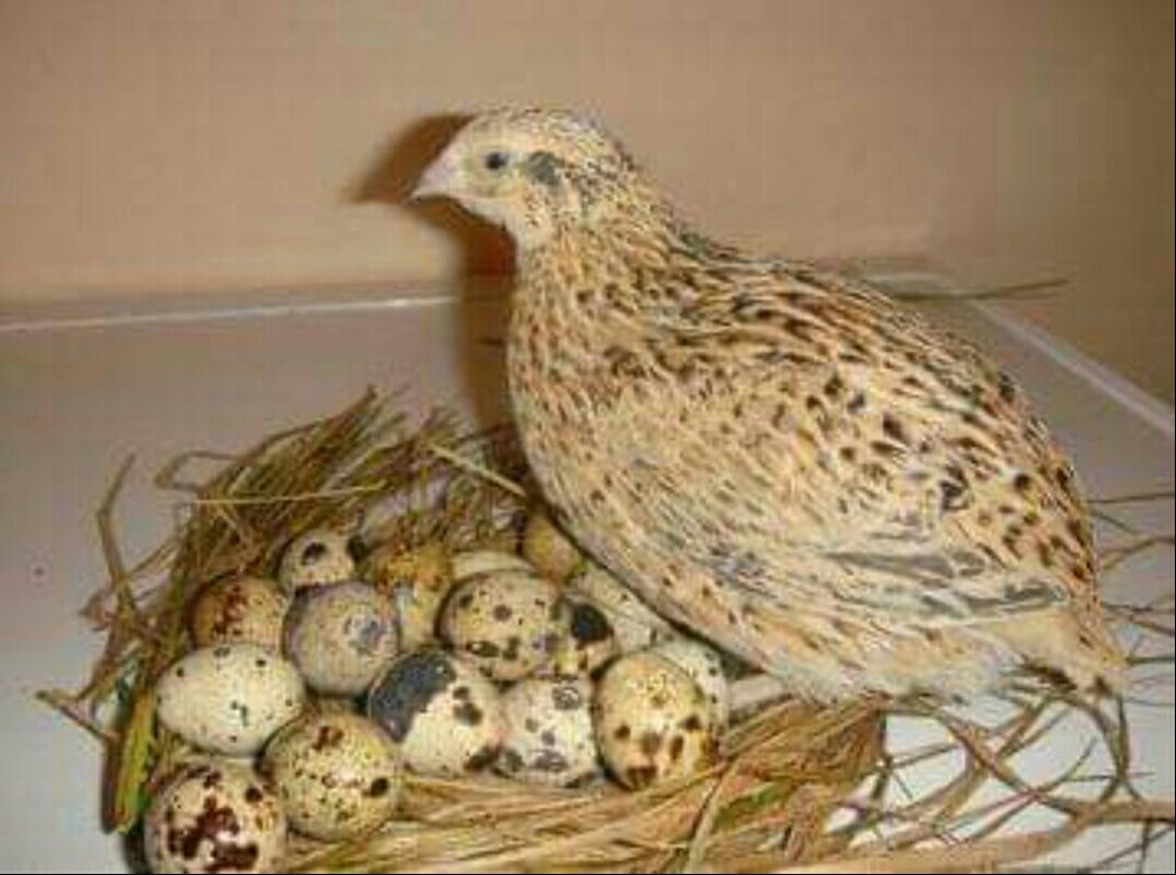 Health benefits of quail eggs Quail eggs Advantages and Disadvantages