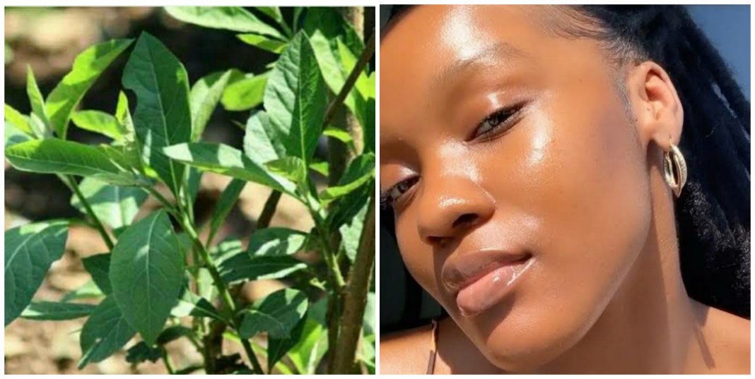 How to use bitter leaf for glowing skin. How to use bitter leaf for glowing skin.