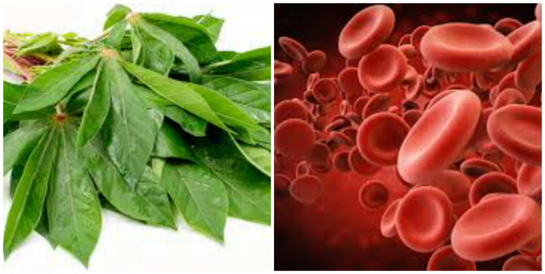 Cassava leaves as blood tonic How to prepare cassava leaves for anemia