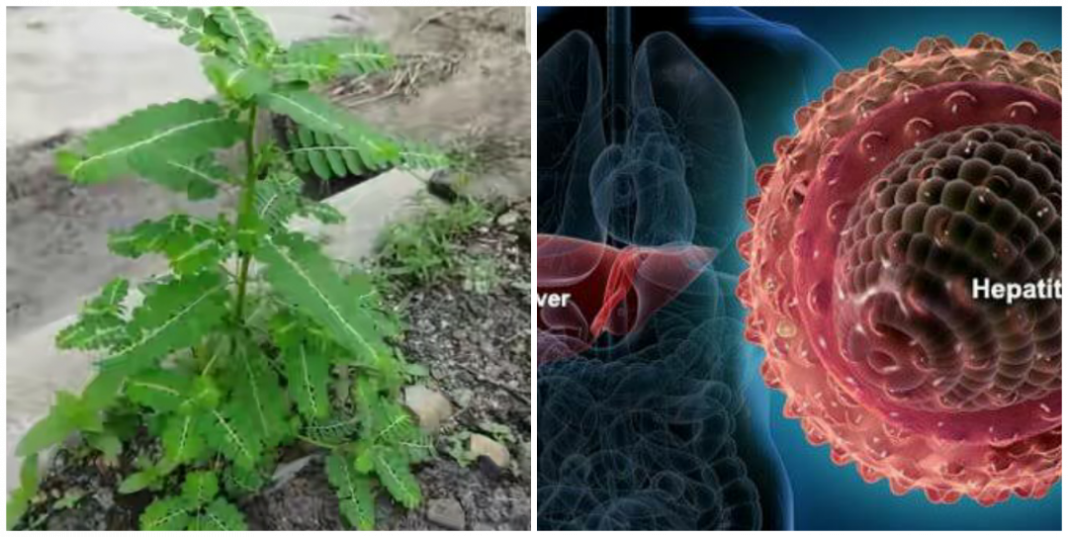 How to use Phyllanthus amarus for hepatitis B How to use Phyllanthus amarus for hepatitis B