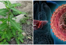 How to use Phyllanthus amarus for hepatitis B How to use Phyllanthus amarus for hepatitis B