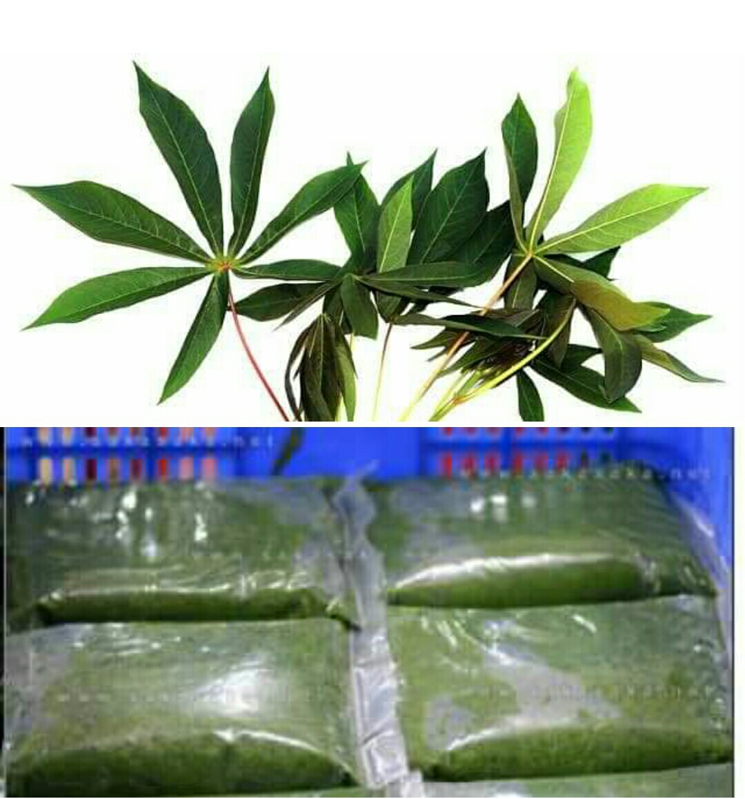 cassava leaf