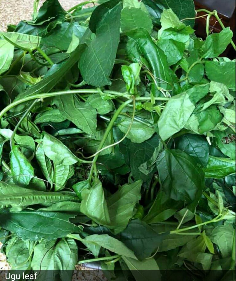 Nutritional value of Ugu leaf (Pumpkin Leaves) - Nigerian Health Blog